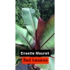 Ensete Maurelii Red Banana czerwony bananowiec